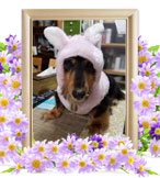 犬の火葬(ミニチュアダックス)