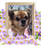 犬の火葬(ウー子)