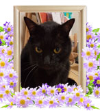 ペット(猫)の火葬