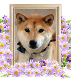 ペット火葬(犬の火葬)