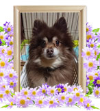 ペット火葬(犬の火葬)