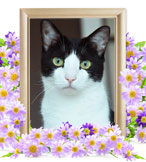 ペット火葬(猫の火葬)