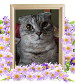 猫の火葬(スコティッシュフォールド)