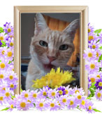 ペット(猫)の火葬