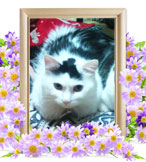 ペット火葬(猫の火葬)