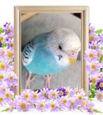 インコの火葬(空)