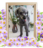 ペット火葬(犬の火葬)