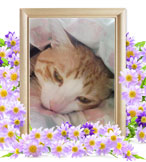 ペット火葬(虎太郎)