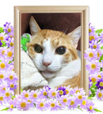 ペットの火葬(猫 火葬)