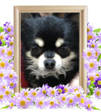 ペット火葬(犬の火葬)