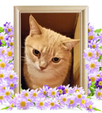 猫の火葬(ゆず)