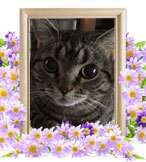 猫の火葬(ココ)