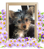 犬の火葬(ショコラ)