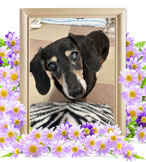 犬の火葬(チョコ)