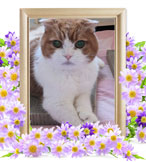 猫の火葬(トラ)