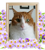 猫の火葬(モモ)