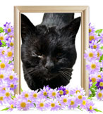 １番ちゃんの追悼写真（猫の火葬）