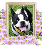 �y�b�g�̉Α�