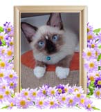 あおちゃんの追悼写真（猫の火葬）