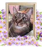 あきまるちゃんの追悼写真（猫の火葬）