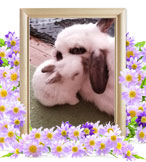 ウサギの火葬(あけび)