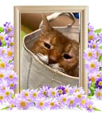 あげはちゃんの追悼写真（猫の火葬）