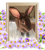 ウサギの火葬(あしか)