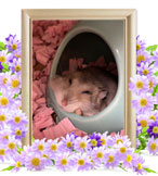 ハムスターの火葬(あずき)