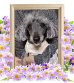 犬の火葬(あずき)