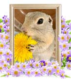 あずきちゃんの追悼写真（小動物の火葬）