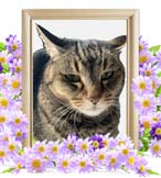 あむちゃんの追悼写真（猫の火葬）