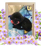 あんちゃんの追悼写真（犬の火葬）