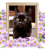 あんずちゃんの追悼写真（猫の火葬）