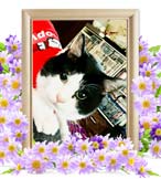 あんずちゃんの追悼写真（猫の火葬）