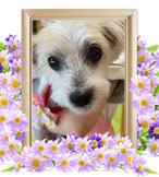 犬の火葬(いちご)