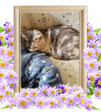 猫の火葬(いろは)