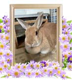 うさおちゃんの追悼写真（小動物の火葬）