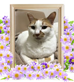 ペット火葬(うめ)