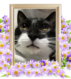 猫の火葬(うめ)