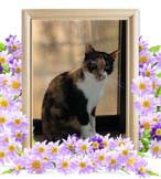 うららちゃんの追悼写真（猫の火葬）