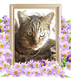 うるちゃんの追悼写真（猫の火葬）