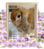うーちゃんの追悼写真（小動物の火葬）