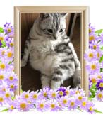 えでぃちゃんの追悼写真（猫の火葬）