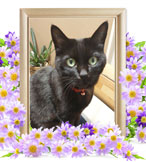 猫を火葬(おこげ)