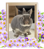 ペットの火葬(おはぎ)