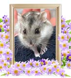 おまめちゃんの追悼写真（小動物の火葬）