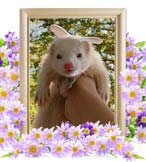 おもちちゃんの追悼写真（小動物の火葬）