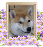 犬の火葬(かい)