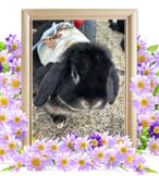 かたるちゃんの追悼写真（小動物の火葬）