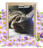 かとりちゃんの追悼写真（猫の火葬）